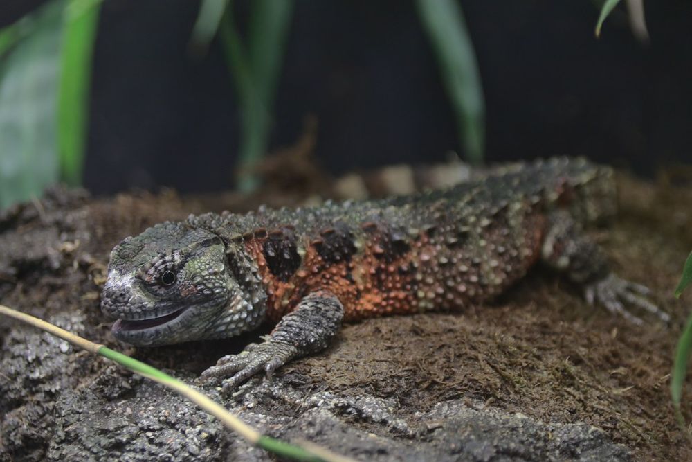 A Chinese crocodile lizard, roughly a foot and a half long, dark green with rusty orange coloration around its shoulders, with a round, stubby snout, laying in some dirt.

"2017-07-02 AT Wien 13 Hietzing, Tiergarten Schönbrunn, Shinisaurus crocodilurus" by Paul Korecky is licensed under CC BY-SA 2.0. To view a copy of this license, visit https://creativecommons.org/licenses/by-sa/2.0/? 