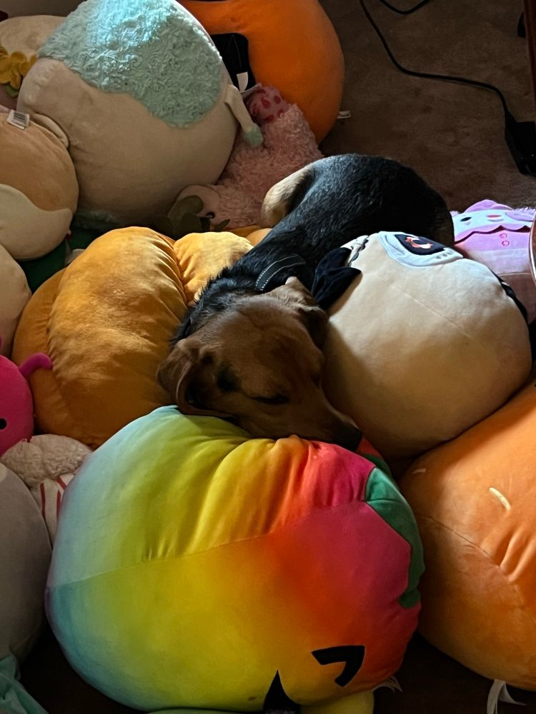 Shiloh in squish heaven