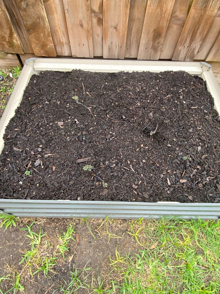 A raised garden bed with growth on several newly planted potato plants. Small pecan shells are found in the top layer of dirt. 