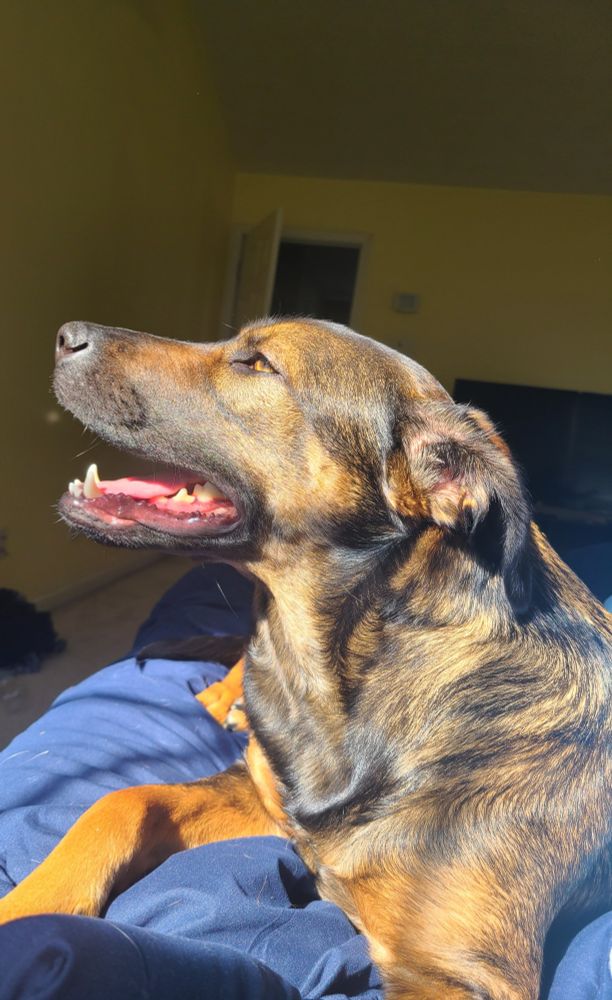 Laney the Shepherd is a happy dog