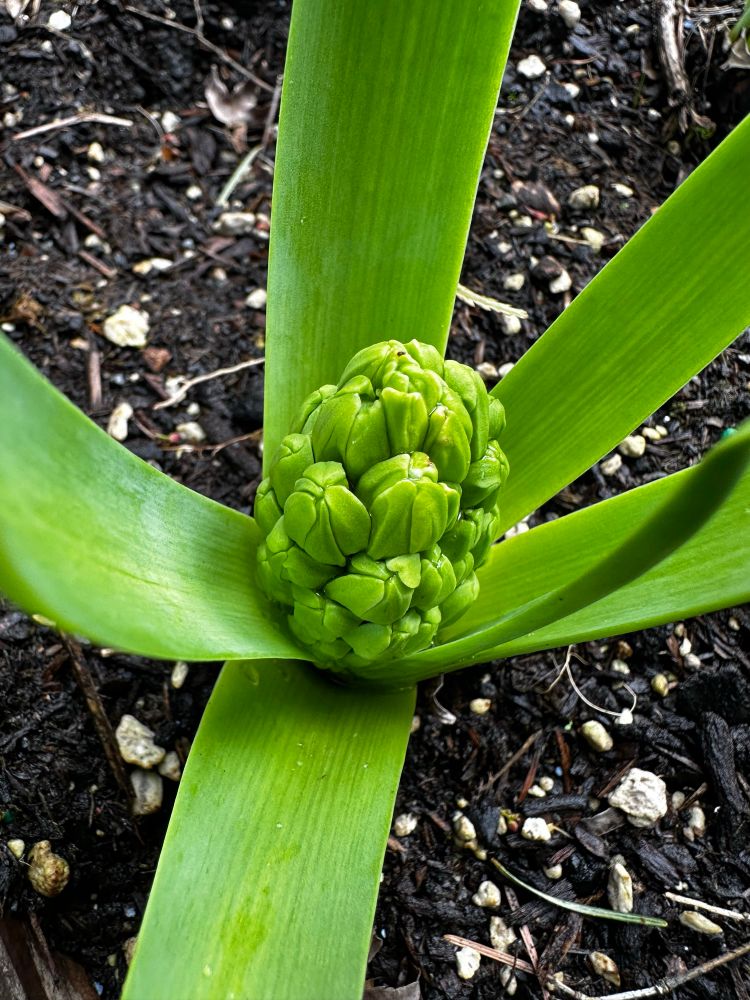 Green hyacinth leaves cradling a knobby lime green bundle of buds. 