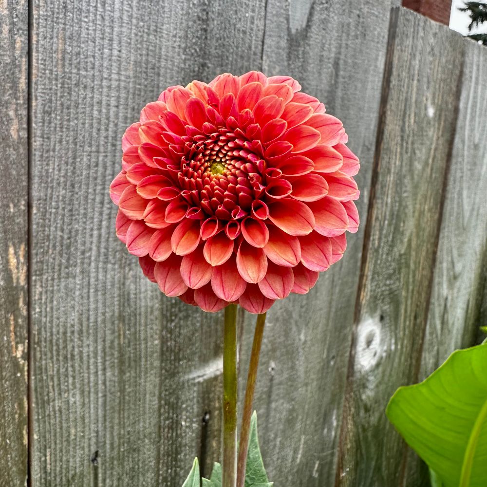 A new ball dahlia in a mauvey terra cotta color. 