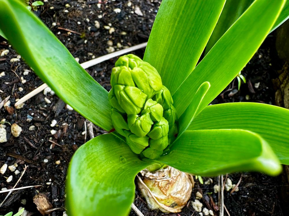 Another hyacinth cluster of buds centered in greenery. 