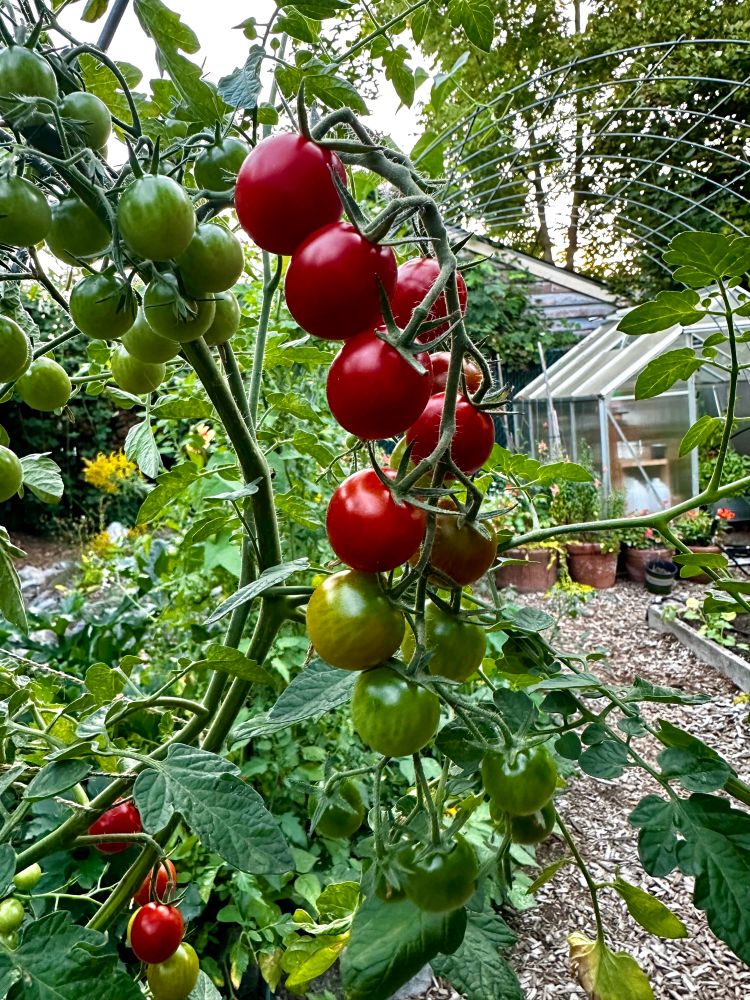 A lovely cluster of ripening cherry tomatoes with a handful of brilliant red at the top and then leading down to some blushing orange and some green. Other clusters sit to the side. In the background you can see other garden pots and beds and a small greenhouse, and the evening sky behind. 
