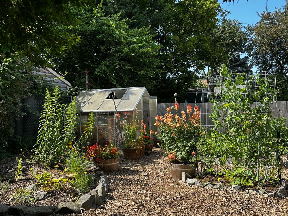 Looking out to the greenhouse in the corner of the backyard. My tiny native pollinator meadow is on the left with poppies and yarrow and goldenrod. On the right are cattle panel trellis with snap peas growing taller than me. Snapdragons and some other earlier flowers are blooming in orange and coral. 