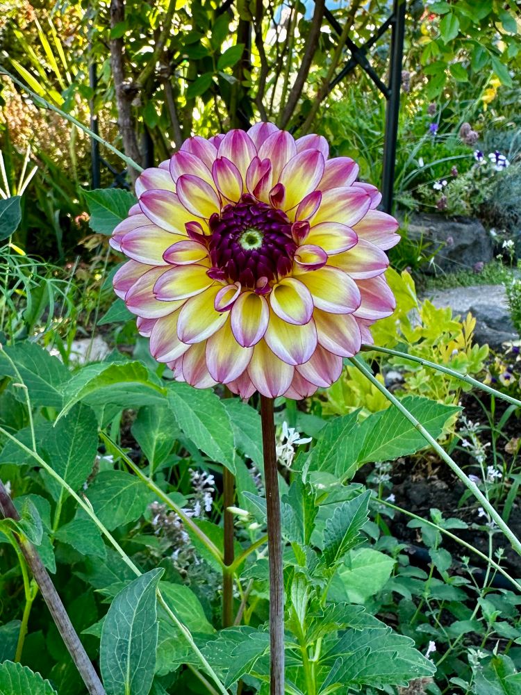 A small dahlia with cupped petals. The insides are yellow and the outsides are a magenta purple 