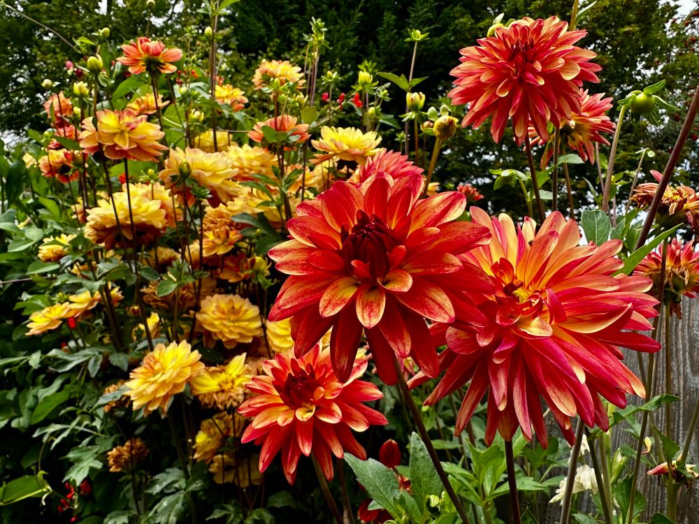 A spray of reddish orange dahlias with bicolored petals in front of a dahlia plant bursting with gold blooms 