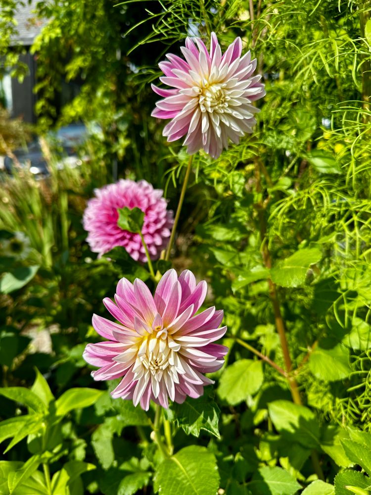 Dahlias with creamy white centers and pink petals on the outside 