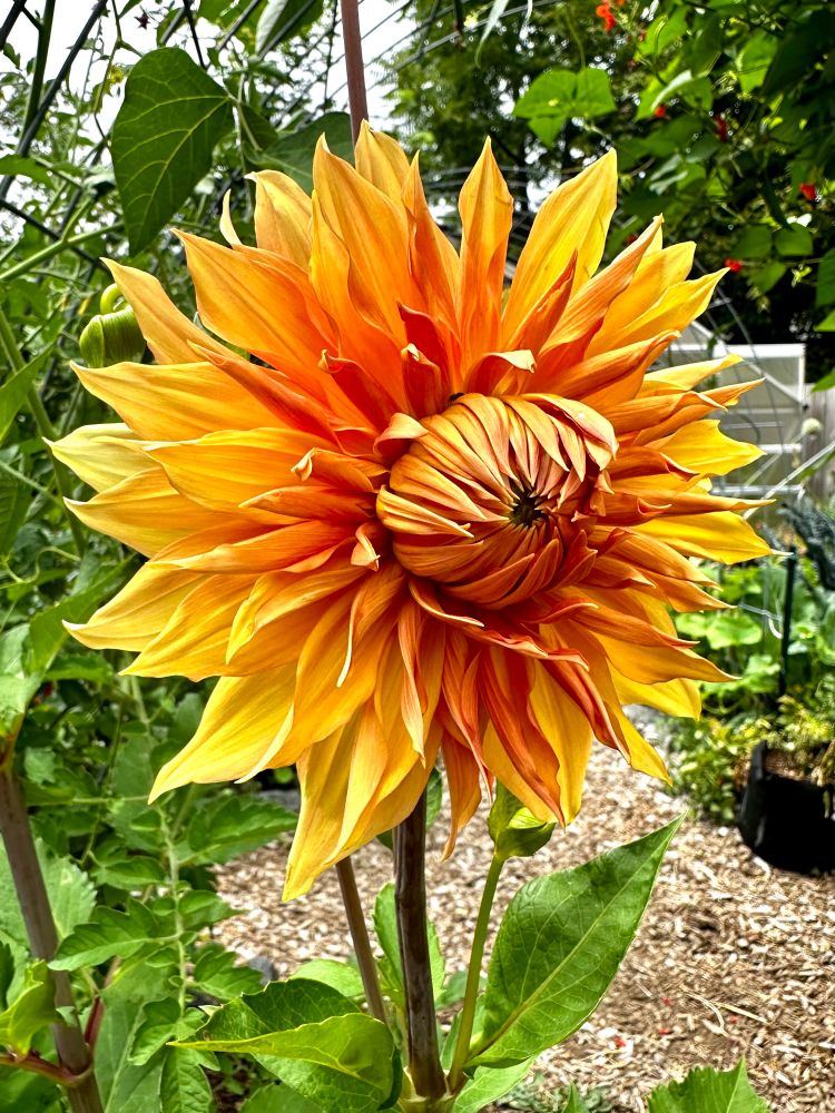 A luscious golden orange dahlia with petals that look like a sunflower or rays of sun. Absolutely lighting up the entire frame 