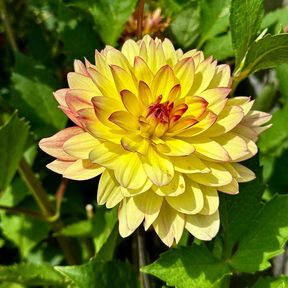 A yellow dahlia almost in a water lily form with red edges to the long petals 