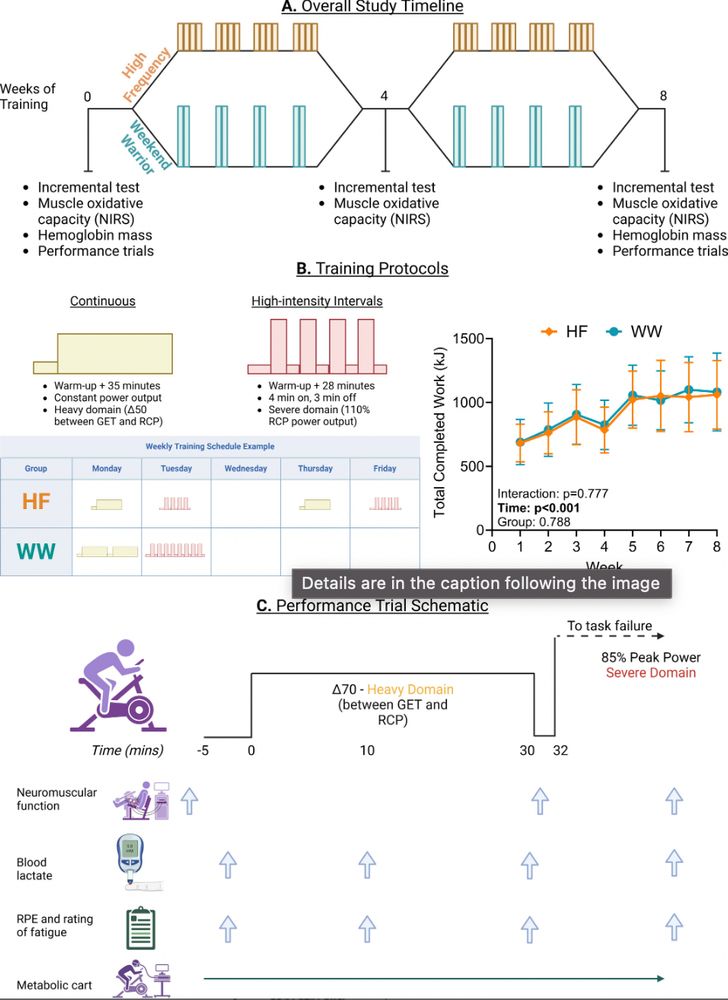 A figure depicting the protocol for this study, showing the training program for the two groups and the timing and nature of physiological assessments.