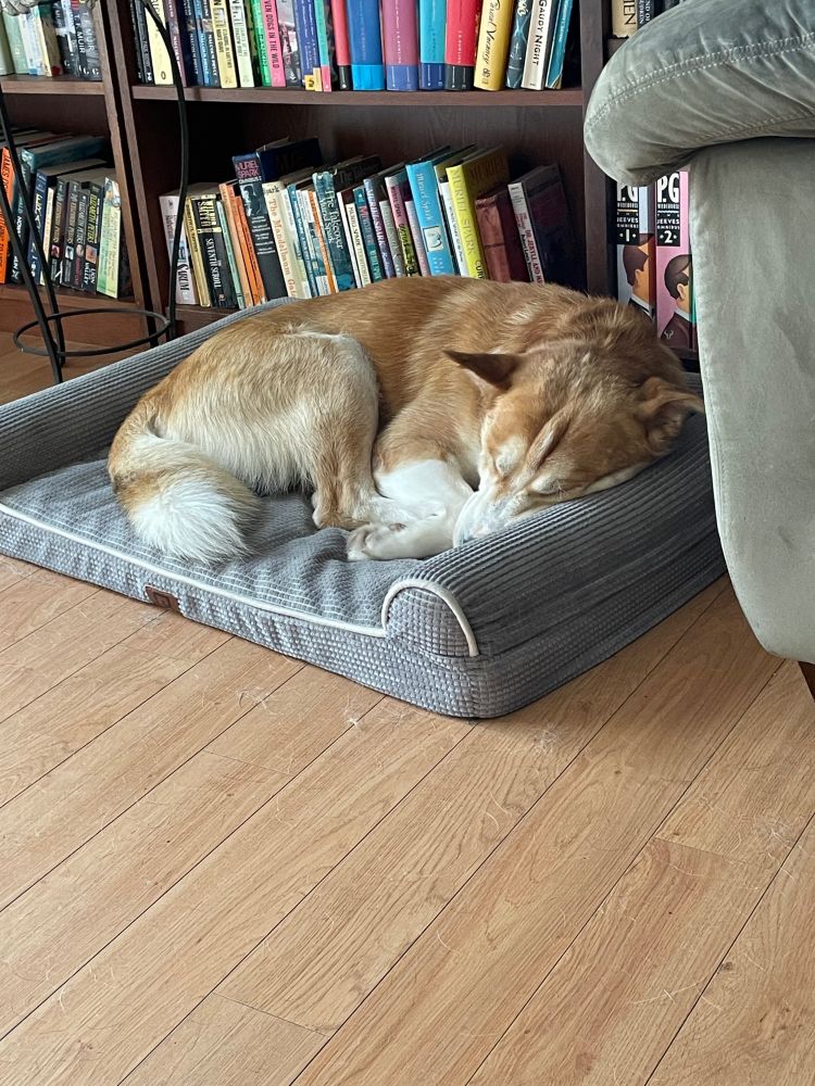 Cute dog curled up and sleeping.