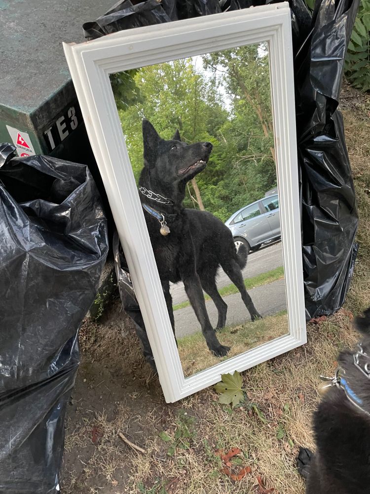 Black German Shepherd encountering her reflection in a mirror.