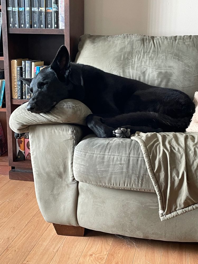 Black German Shepherd lying on the sofa with her eyes closed.