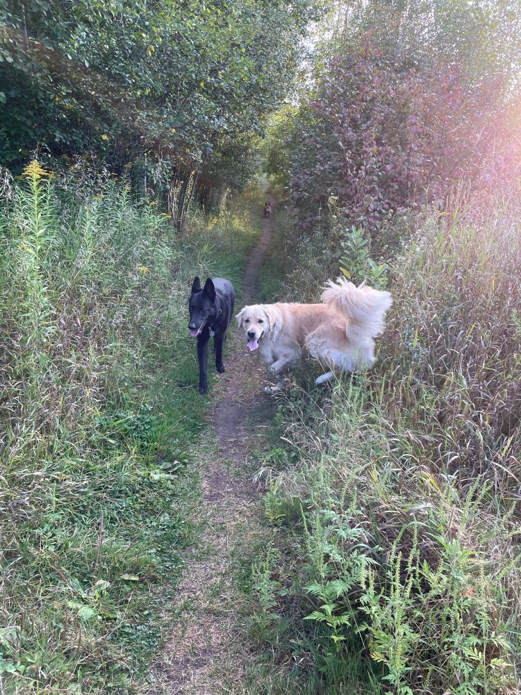 German Shepherd and Golden Retriever out on the trail through the woods.