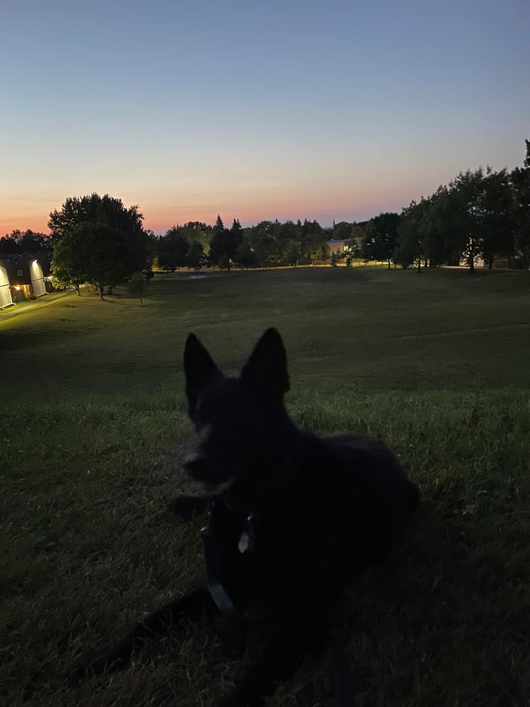 Dark shot of the last light of the evening over the trees in the distance, with a hard-to-see black German Shepherd in the foreground.