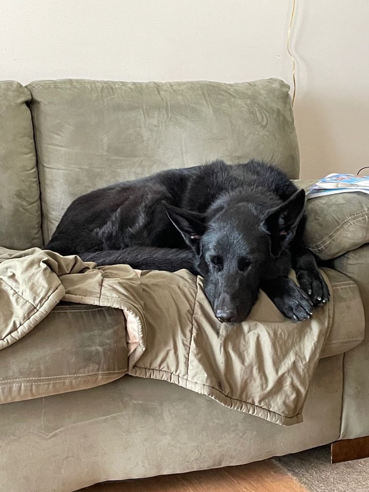 Very tired-looking German Shepherd sleeping on the sofa.
