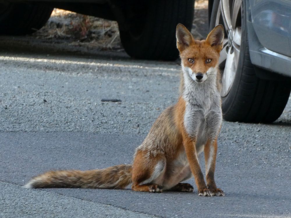 A young fox sitting in a road by parked cars, looking at the camera.