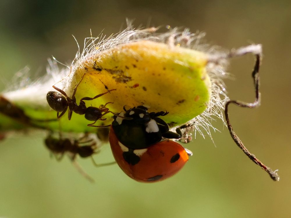 A ladybird is on the underside of a seed pod, while an ant pokes at it with its antennae.