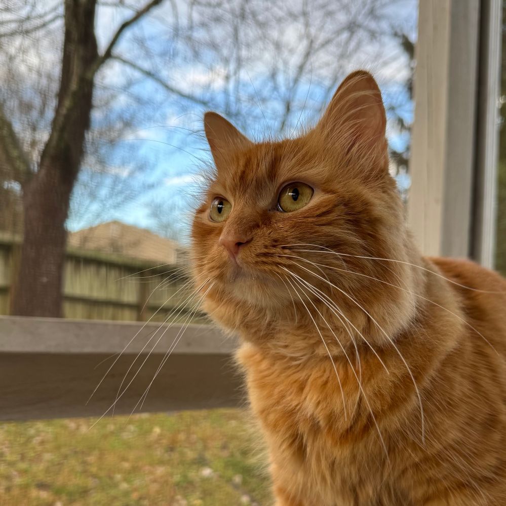 Orange floofy cat enjoying screened porch time