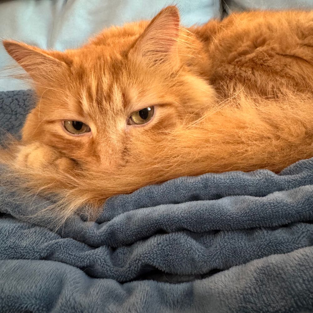 Orange floofy cat atop layers of a blue blanket, his nose in sunk into his floofy tail 