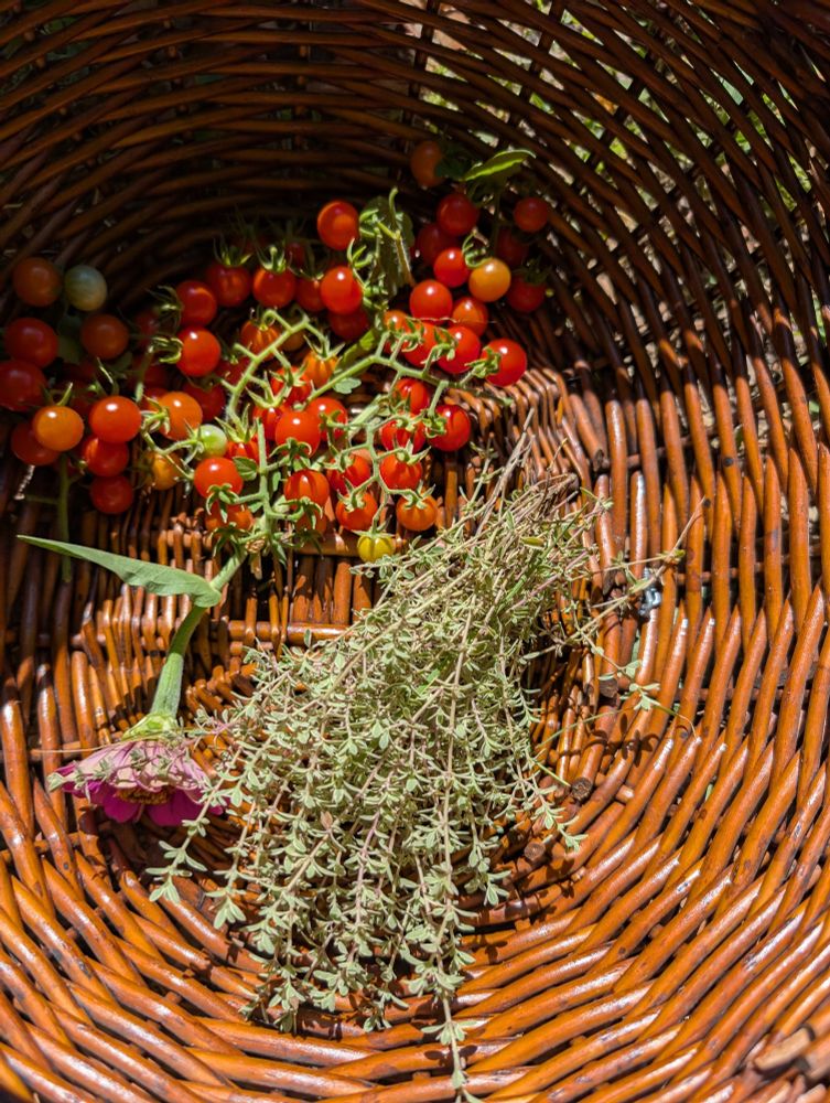Basket with tiny tomatoes, thyme, and a single zinnia in the sunshine.