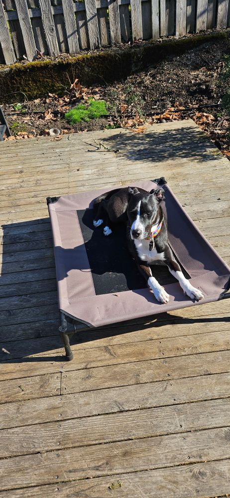 A black and white dog on an elevated bed on a deck soaking up morning sun. 
