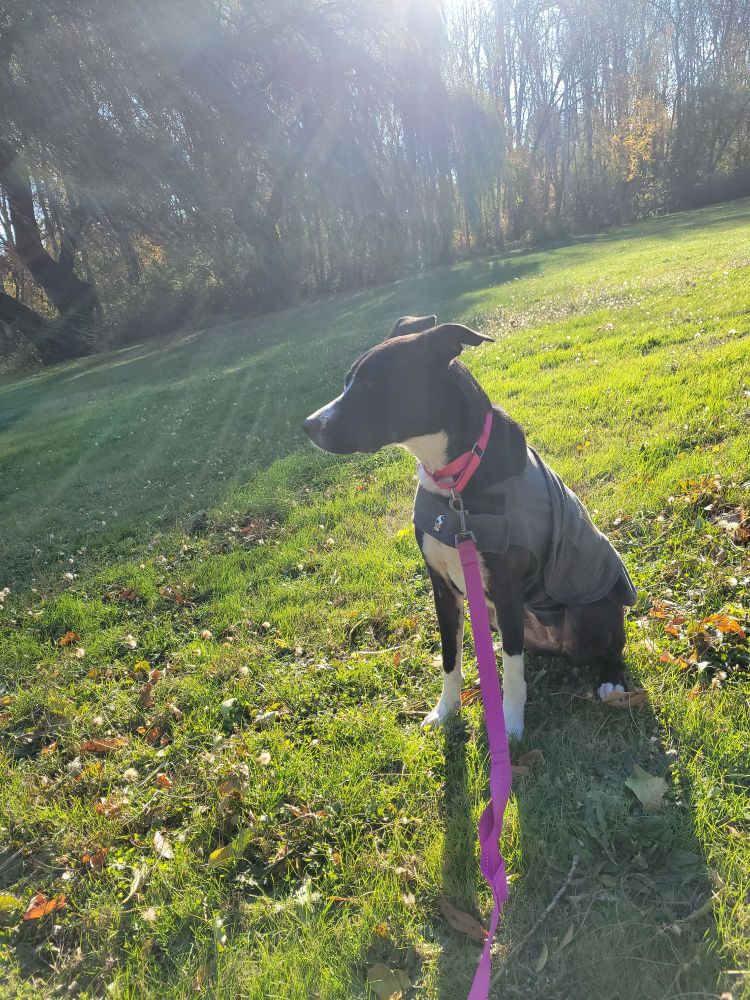 A black and white dog sitting in a grassy field with a pink leash and collar and a compression jacket.sun rays are being filtered through trees in the fall