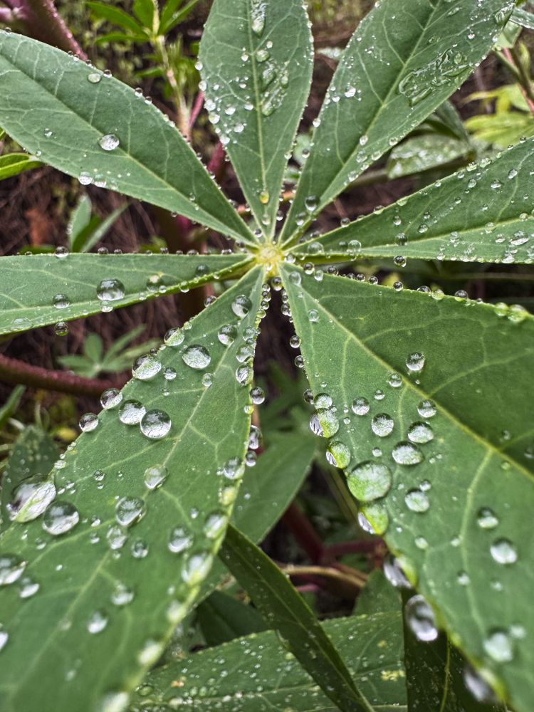 Close up of rain drops on a leaf