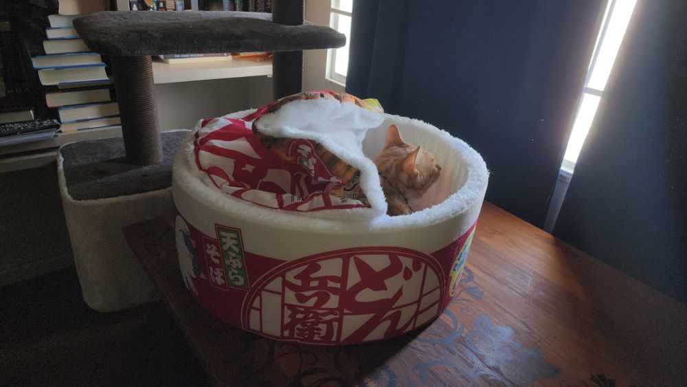 BB, a ginger tabby, seater in a cat bed that looks like a cup-a-noodle Ramen bowl. 