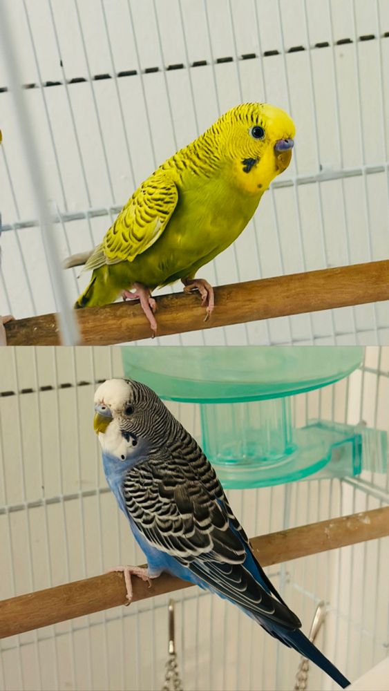 2 parakeets 
