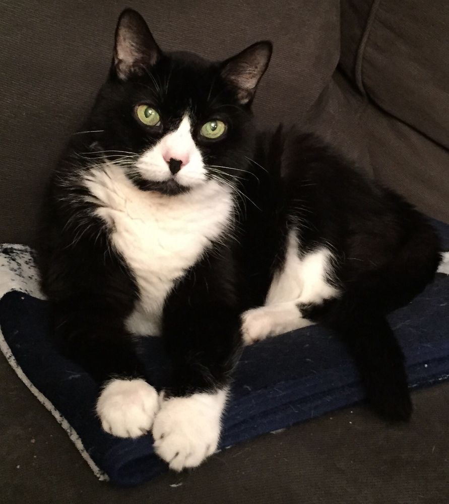 A beautiful black and white tuxedo cat named Lucy sitting on a soft navy blue blankie. 