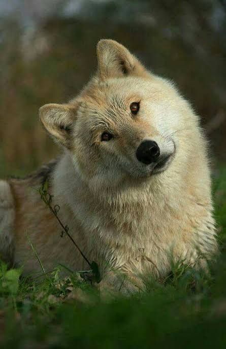 A wolf, his head tilted in uncomprehending curiosity.