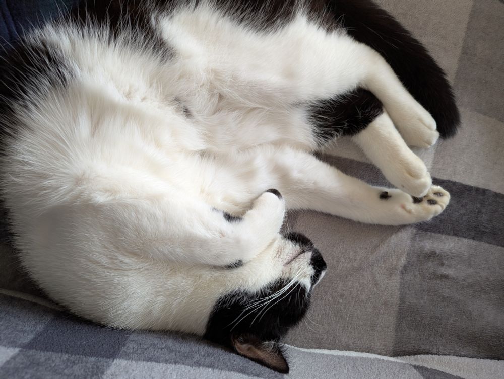A tuxedo cat sleeps sprawling on a comfy looking plaid.
