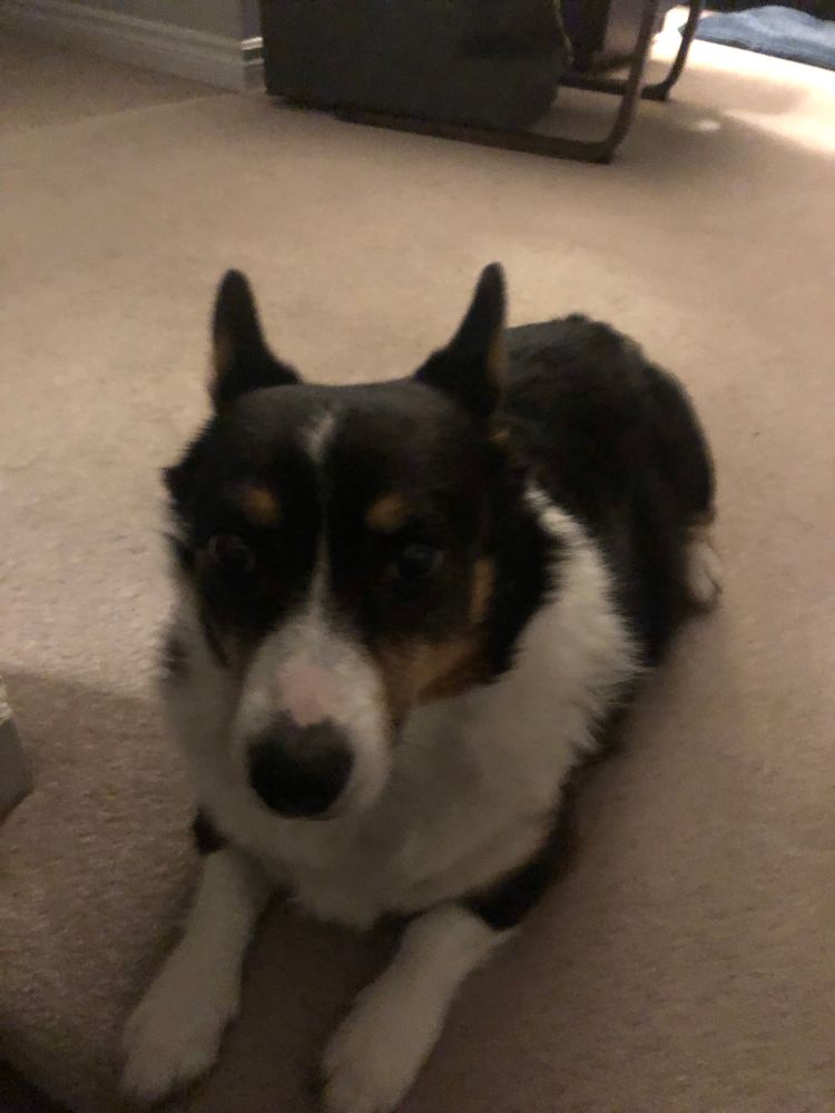 Black and white and brown corgi