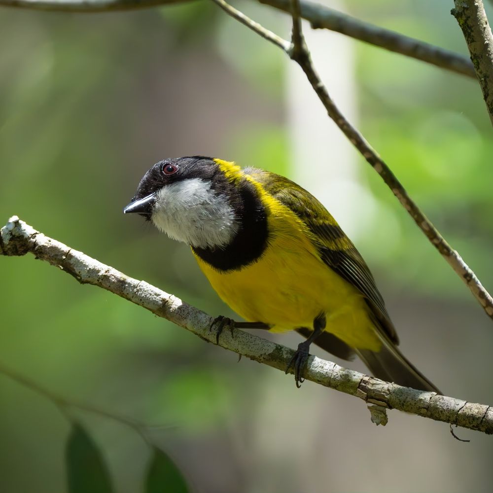 Australian Golden Whistler