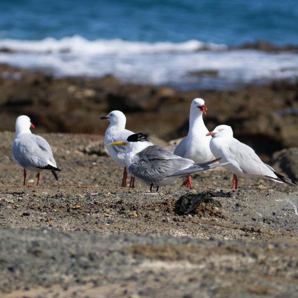 Greater-Crested Tern and Silver Gulls