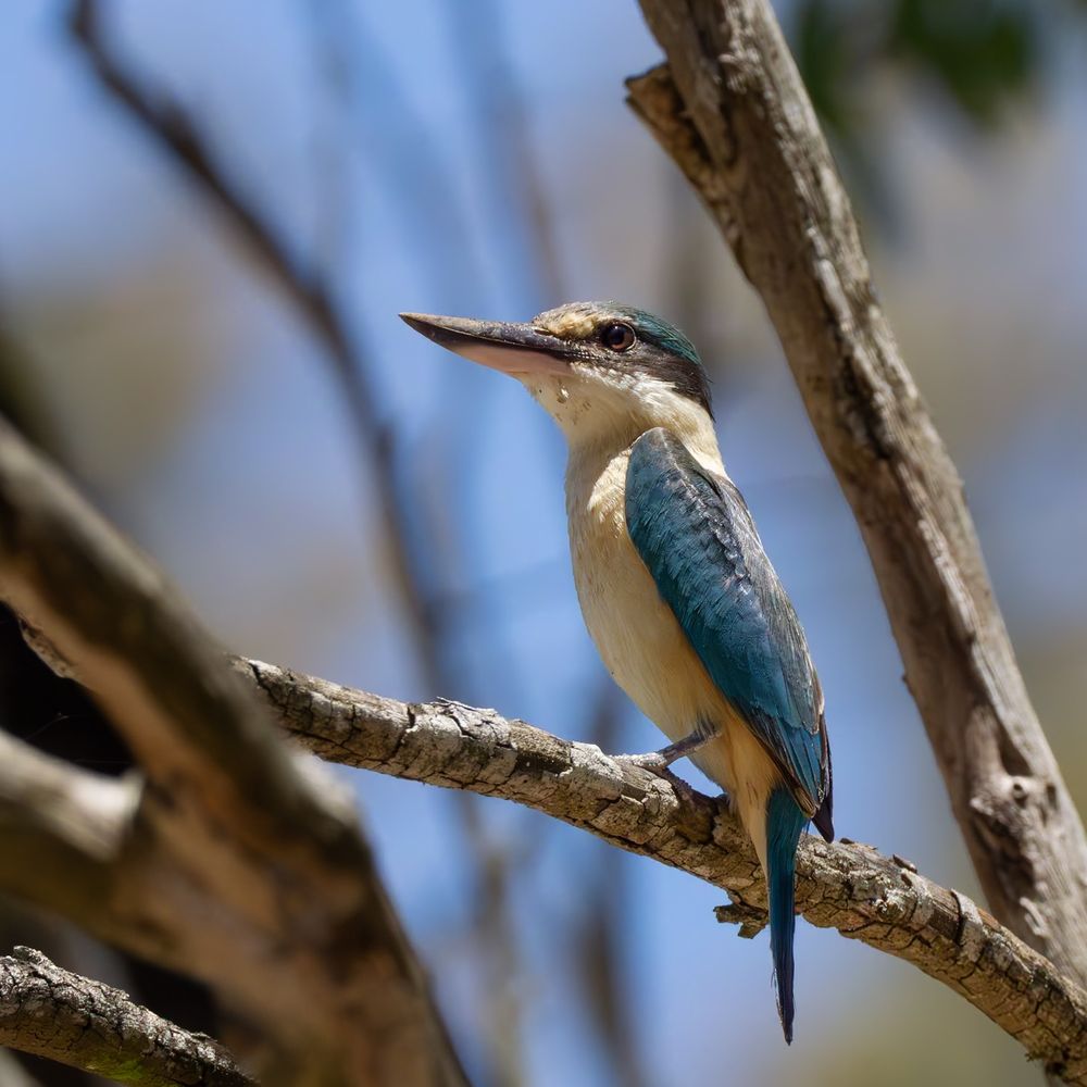 Sacred Kingfisher