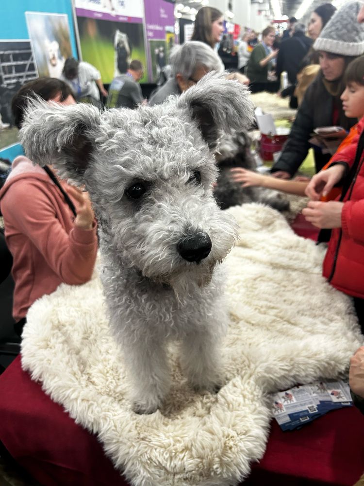 Pumi dog