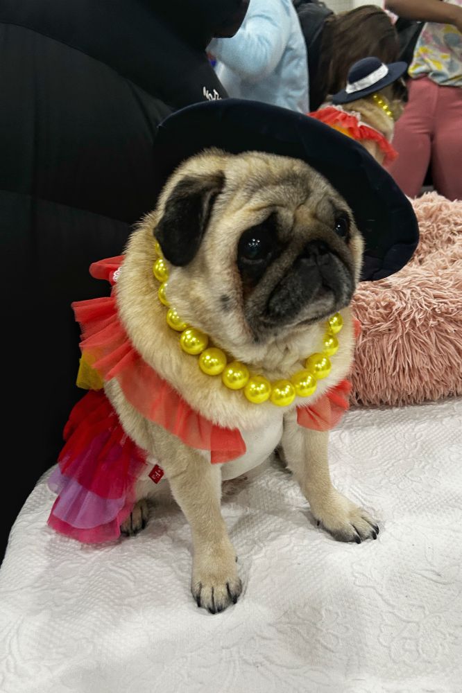 Pug with necklace 
