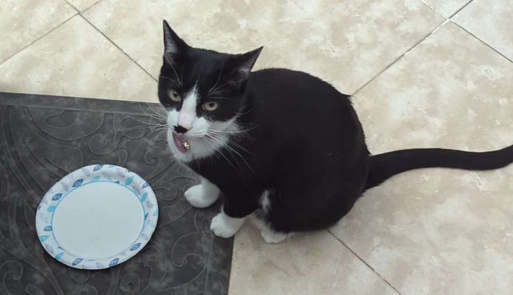 tuxedo cat named leia, sitting near an empty plate, looking up at the viewer expectantly.
