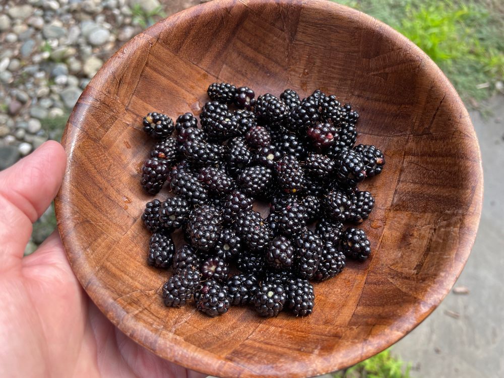 Hand holding wooden bowl with black raspberries