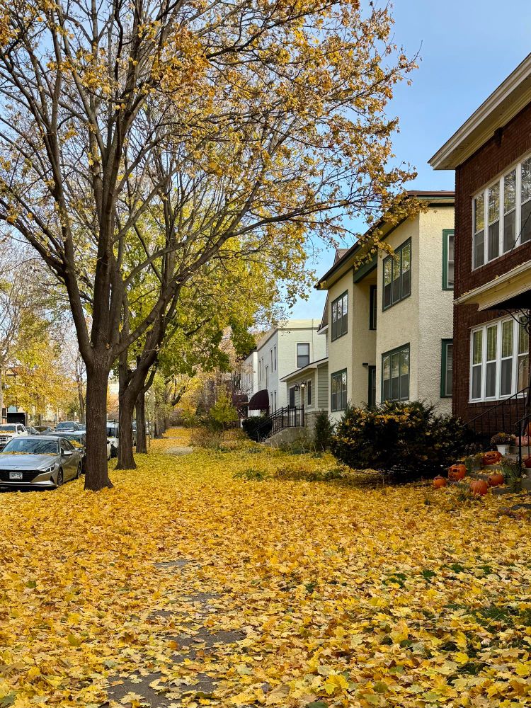 A blanket of yellow leaves cover yards,  sidewalk, and street.