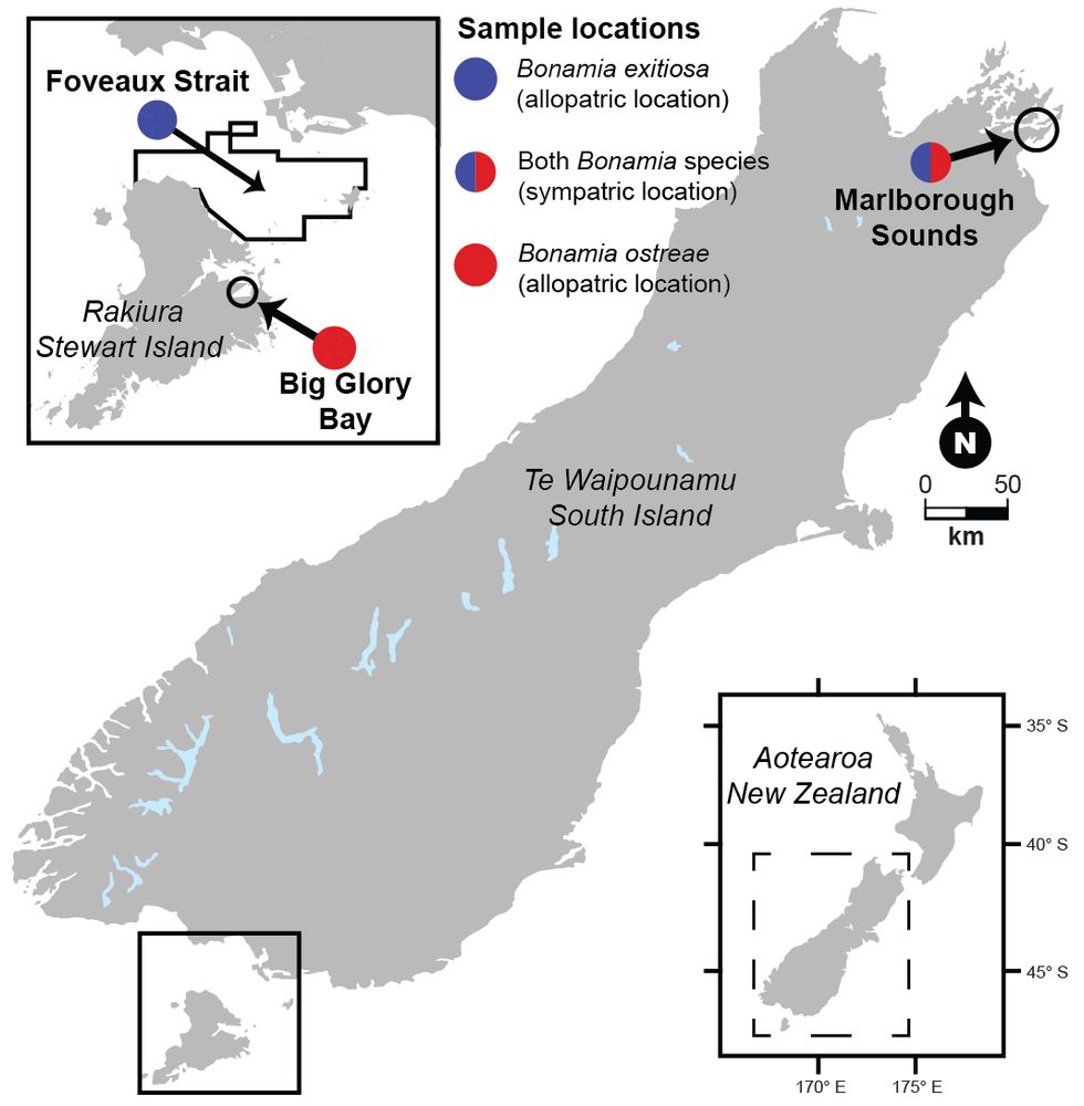 A map of the sample locations in New Zealand for each species.