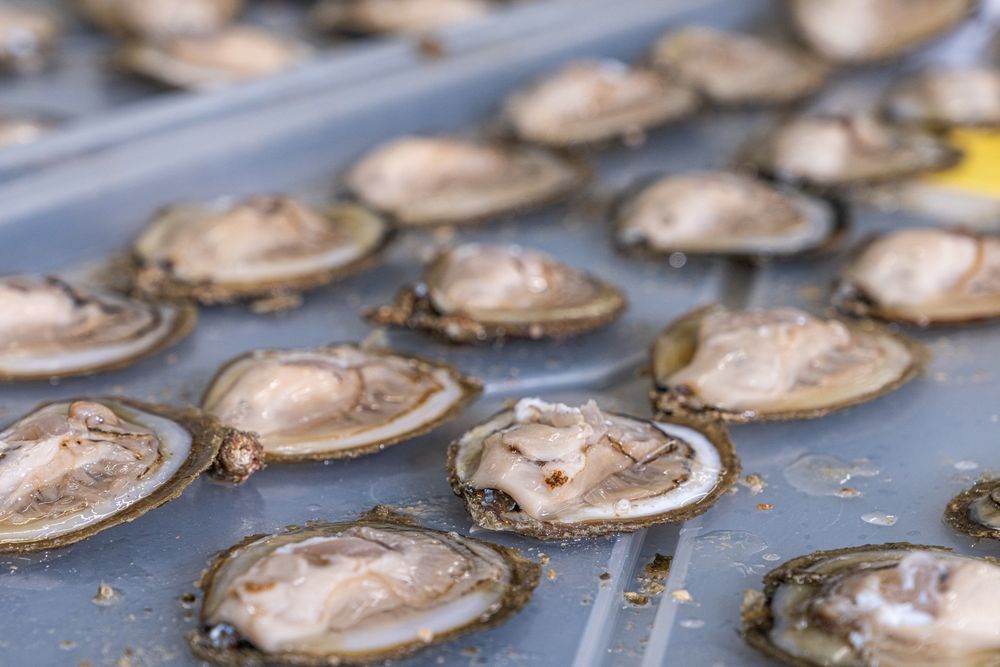 A photograph of shucked oysters on a tray.