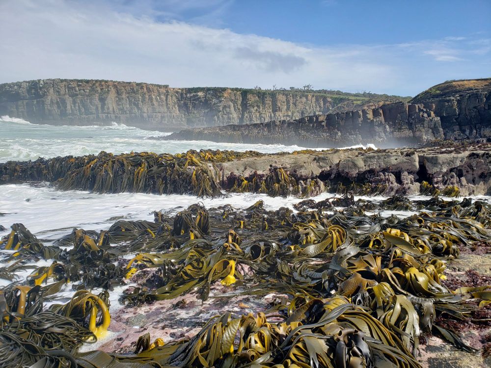A rocky shore covered with bands of Durvillaea southern bull kelp. 