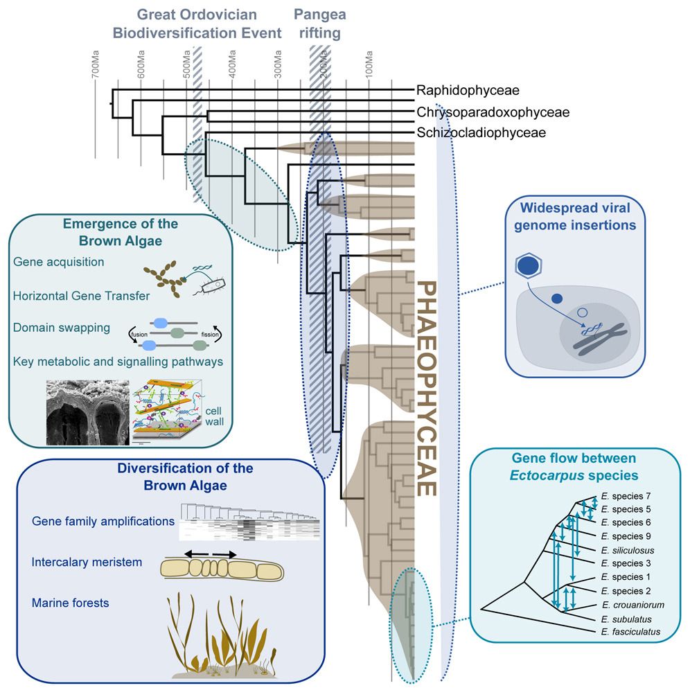Graphical abstract for paper, including phylogenetic trees and simplified diagrams of algae. The trees show the diversification of brown algae against geological events and potential gene flow among clades and horizontal gene transfer with viruses.