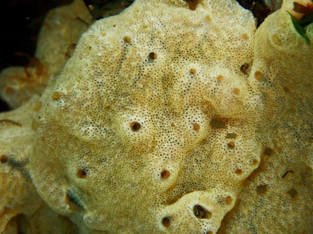 'Sea vomit' Didemnum vexillum photographed underwater.
