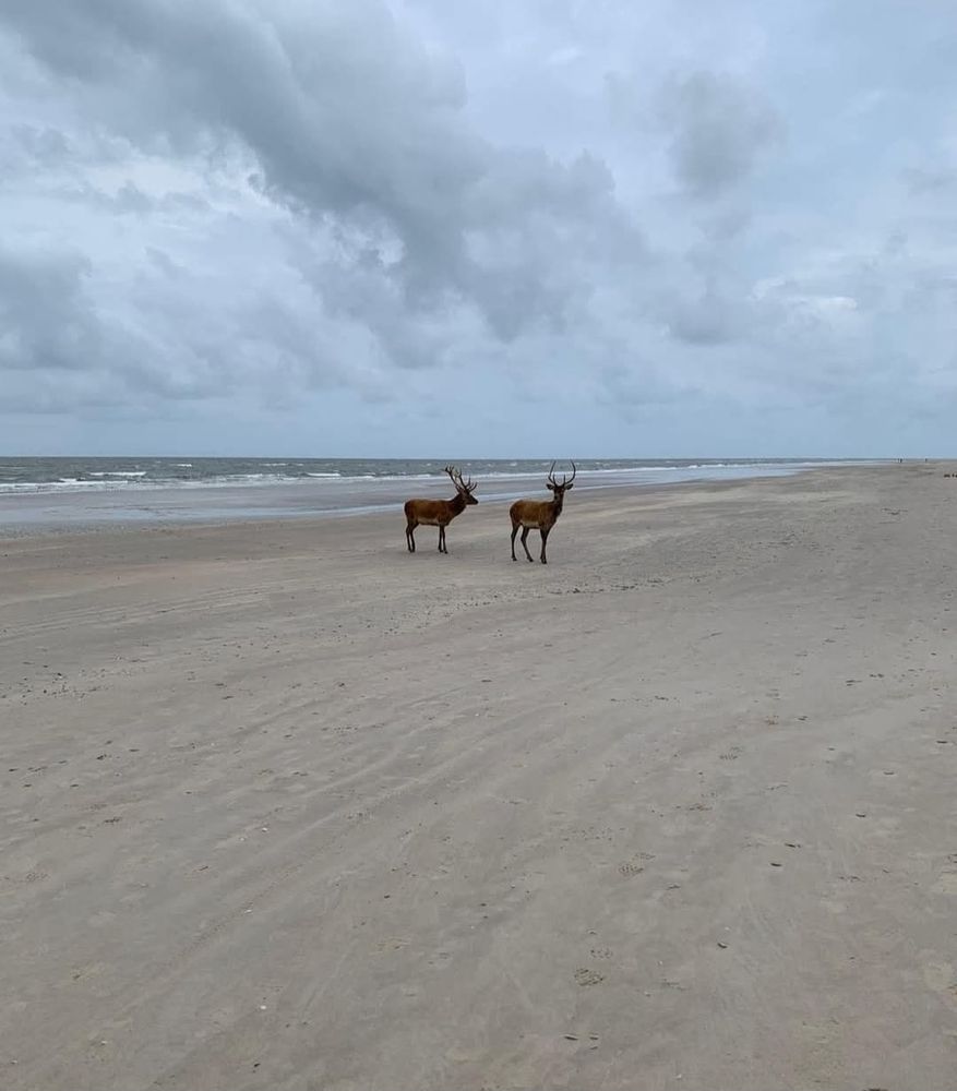 Zwei Hirsche am Strand. 