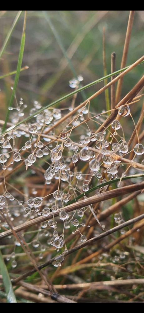 Tautropfen an Herbstgräsern 